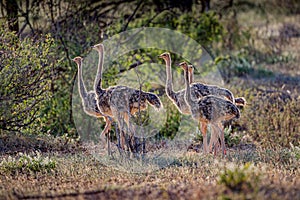 Herd of chicks of ostriches in Kenya