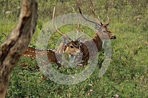 Herd of chital or spotted deer axis axis in bandipur national park