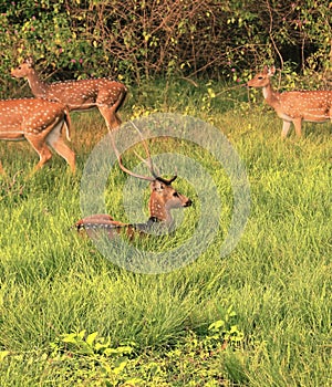 A herd of chital or spotted deer axis axis in bandipur national park