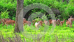 Herd of chital or spotted deer grazing in a wild life sanctuary, 4k video