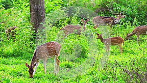 Herd of chital or spotted deer grazing in a wild life sanctuary, 4k video
