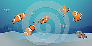 Herd of clown fish under the sea