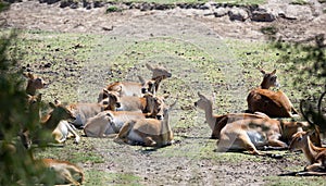 Cobe lechwe, species of antelope photo