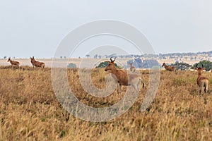 Herd of Coke's hartebeest (Alcelaphus buselaphus cokii) or kongoni in Serengeti national park in Tanzania, Africa photo