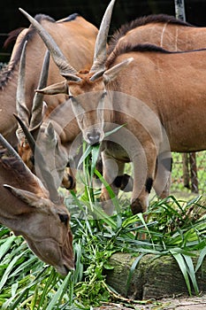 Herd of Common Eland photo