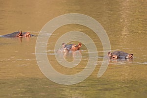 A herd of common hippopotamus Hippopotamus amphibius or hippo, Kyambura Gorge, Queen Elizabeth National Park, Uganda.