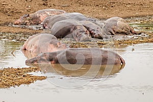 A herd of common hippopotamus Hippopotamus amphibius or hippo, Queen Elizabeth National Park, Uganda.