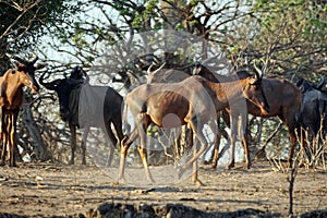Herd of common tsessebe