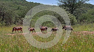 Herd of common warthog with six animals moving over meadow with bushes in background near Waterberg Plateau, Kalahari desert.