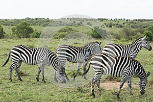 A Herd of Common Zebras Grazing in Masai Mara National Park in Kenya, Africa