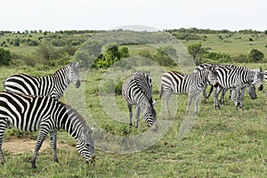 A Herd of Common Zebras Grazing in Masai Mara National Park in Kenya, Africa