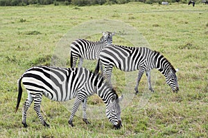 A Herd of Common Zebras Grazing in Masai Mara National Park in Kenya, Africa