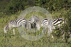 A Herd of Common Zebras in Masai Mara National Park in Kenya, Africa