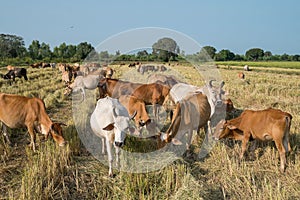 Herd of cow