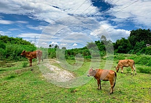 Herd of cow grazing green grass in meadow. Brown cow in pasture. Beef cow cattle farming. Livestock. High voltage electric pylon