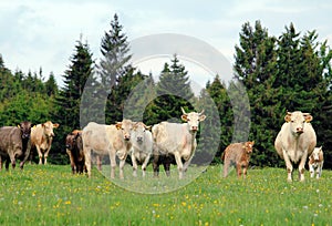 A herd of cow grazing on lush green meadow with calf