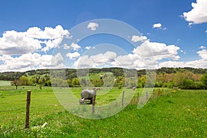 Herd of cow in a pasture photo