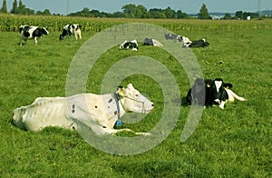 A herd of cows.