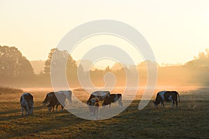 A herd of cows