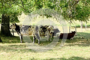 Herd of cows