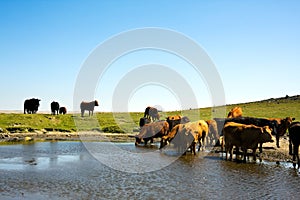 Herd of cows