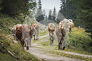 Herd of cows on an alp walking on a gravel path