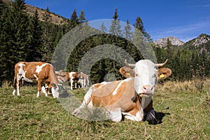 Herd Of Cows In The Alps