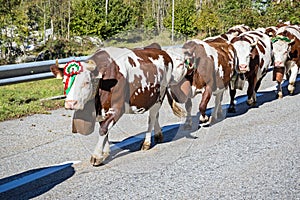 Herd of cows on the annual transhumance in the italian Alps.