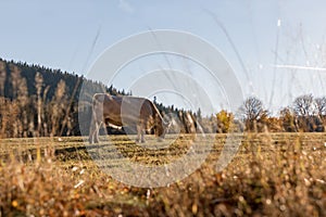 A herd of cows on autumn pasture. Autumn meadow and cow