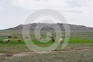 Herd of cows on the background of mountains