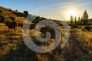 Herd of cows in the backlit field at sunset over the mountains,