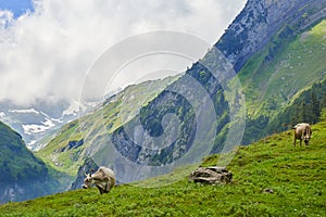 Herd of cows at beautiful green field, Switzerland.