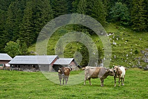 Herd of cows at beautiful green field, Switzerland.