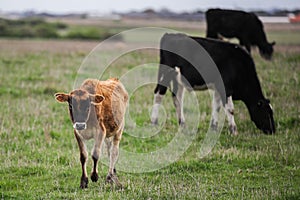 Herd of cows in a beautiful green field in Warrnambool, Victoria, Australia