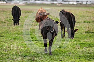 Herd of cows in a beautiful green field in Warrnambool, Victoria, Australia