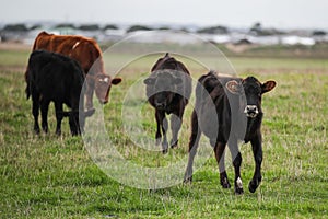 Herd of cows in a beautiful green field in Warrnambool, Victoria, Australia