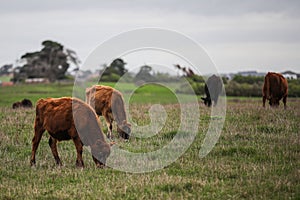 Herd of cows in a beautiful green field in Warrnambool, Victoria, Australia