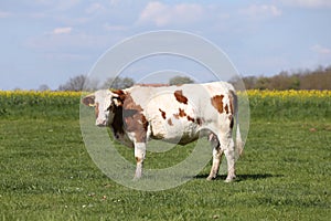 Herd of cows on beautiful rural animal farm grazing on green gra