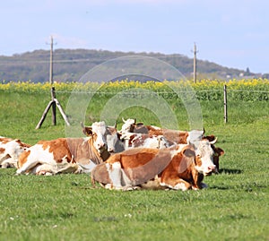 Herd of cows on beautiful rural animal farm grazing on green gra