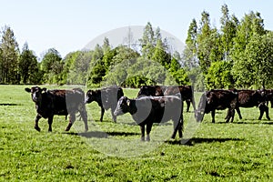 A herd of cows breed black Angus grazing in a green field