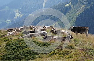 Herd of cows of breed Swiss brown having rest on alpine meadow in Switzerland.