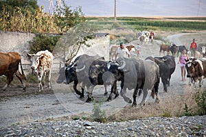 Herd of cows and buffaloes