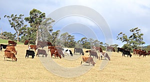 Herd of cows and buffalos eat dry grass