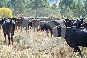 Herd of cows and bulls grazing