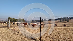 A herd of cows and bulls grazing on a dry grass field