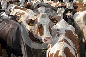Herd of cows, bunch of cattle, one cow nosy looking up, red and black pied; in the middle of a group of cows