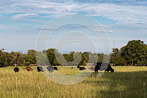 Herd of cows and calves in afternoon sun