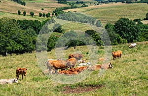 Herd of cows and calves in the Aubrac region of Aveyron, France photo