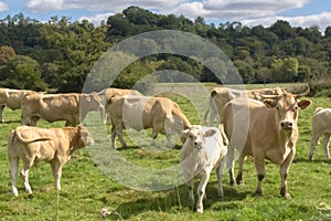 Herd of cows and calves on a summer pasture