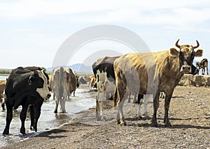 ..A herd of cows came to drink. Drought on pasture. A bull protects cows at a watering place